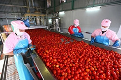 tomato sorting machine