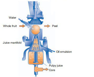 Industrial Citrus Juice Extractor(1200kg/h) - Tapioca Pearl Machines and  Commercial Juicers Manufacturer