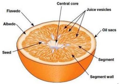 citrus structure