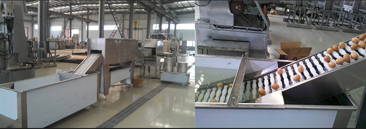 Commercial Egg Processing Machines Supplier. Egg Processing Line