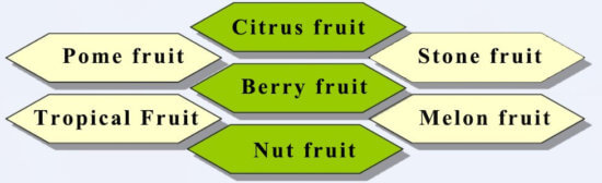 fruit classification
