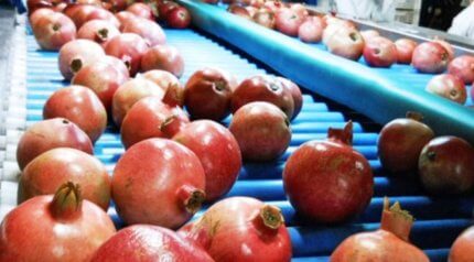 Pomegranate juice sorting conveyor