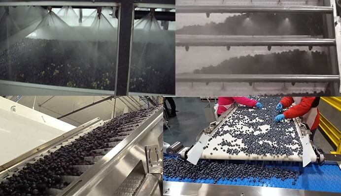 Blueberry washing and sorting machine