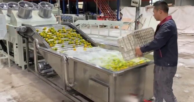 Fruit washer machine plays a vital role in fruit processing line