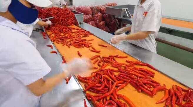 Chili pepper sorting machine