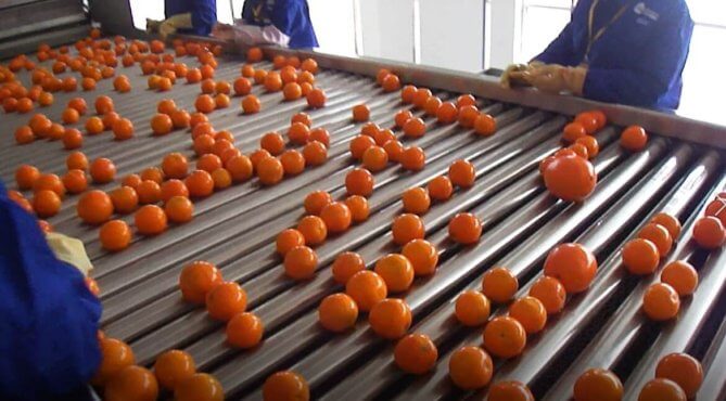 orange sorting machine
