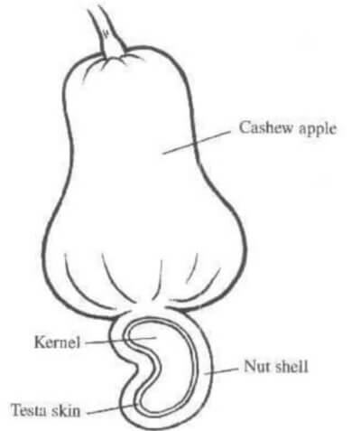 Cashew fruit structure