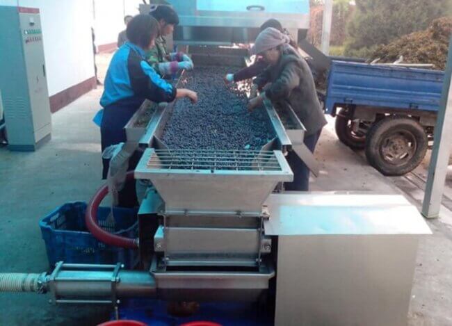 Grape sorting machine