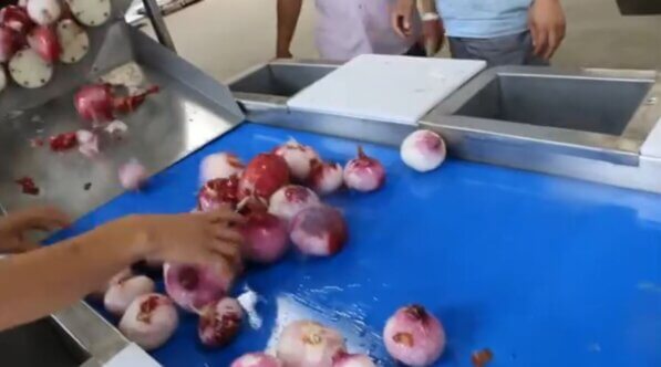 onion sorting conveyor