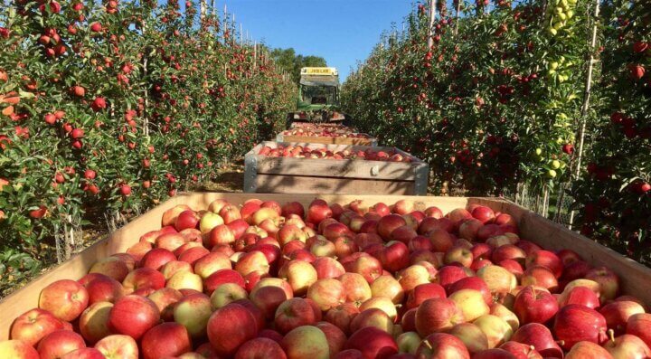 apple harvesting