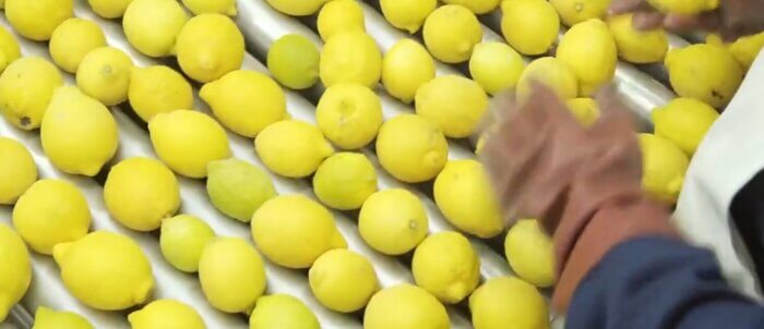 lemon sorting machine
