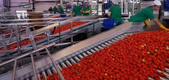 Tomato sorting machine
