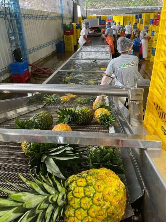 pineapple pulp processing