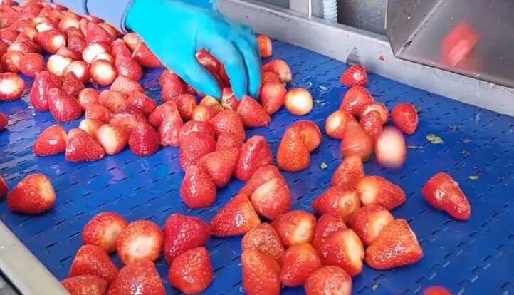 Strawberry sorting conveyor
