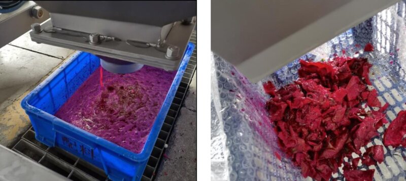dragon fruit pulp and peel after pulping