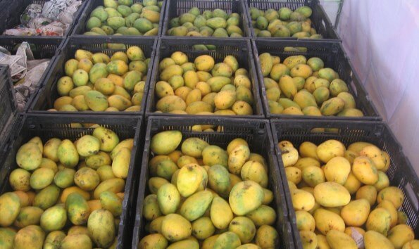 mango ripen chamber