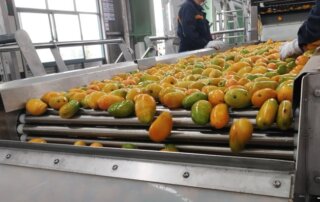 mango roller sorting machine