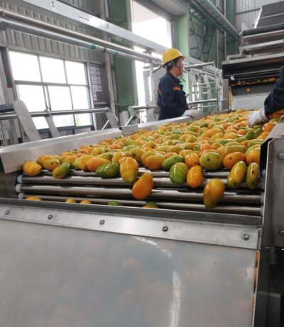 Mango Processing Line/Plant With Best Price - IBC MACHINE