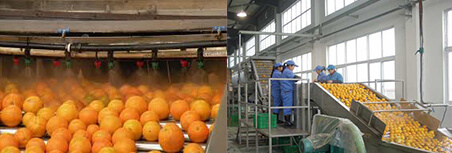 orange washing and sorting machine