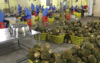 canned pineapple processing machine