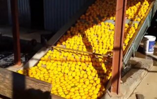 Lemon Processing plant