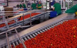 Tomato sorting machine