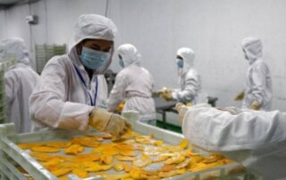 dried mango chips processing