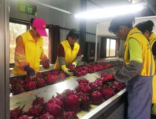 Dragon Fruit Processing Line