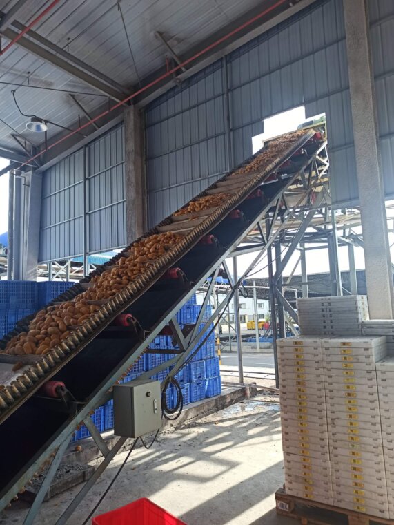 fresh mango elevator fresh mango elevator