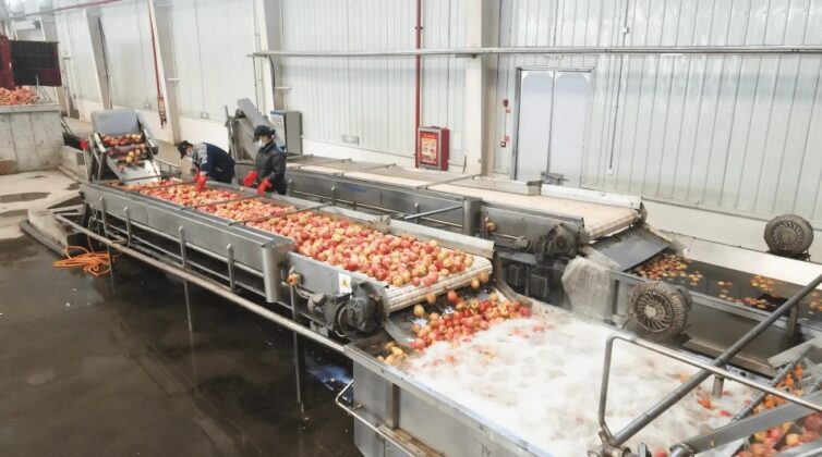 pomegranate washing system pomegranate washing and sorting system
